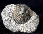 Scabriscutellum hammadi CHATTERTON et al. 2006 - Bild © FossNet FossilienStore